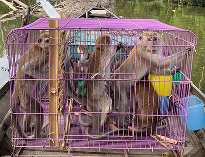 19 Tails of LTM Get the Second Chance to Live in the Wild (September 25, 2025)